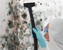 Why You Should Choose Our Mold Remediation Services in Sinton, TX